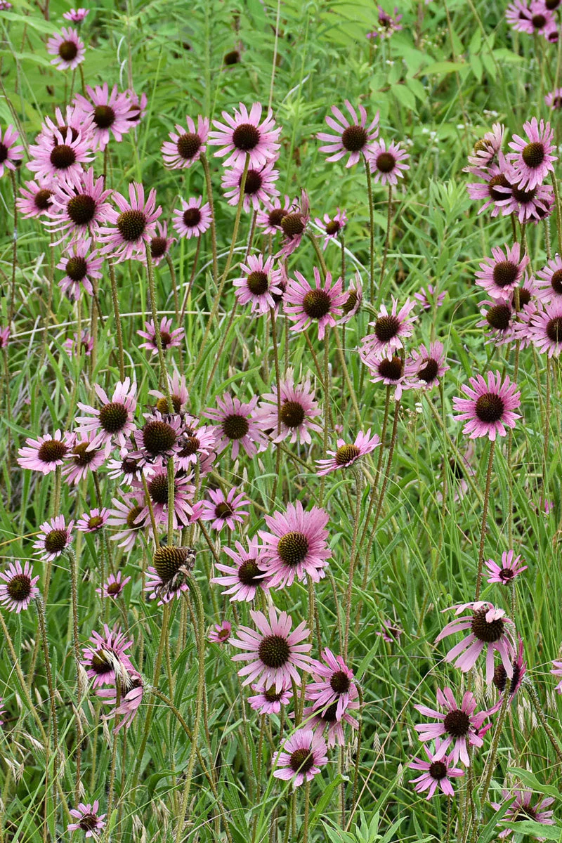 Coneflower, Tennessee