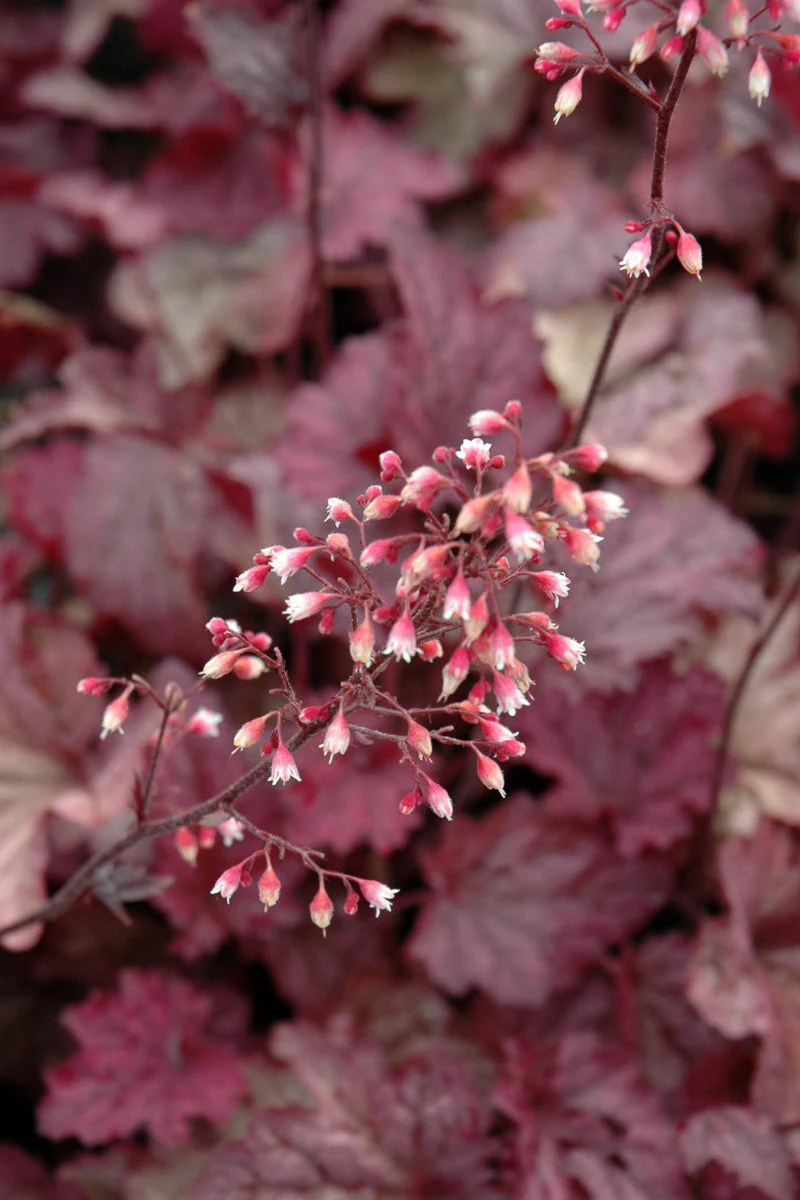 Coral Bells, Berry Smoothie