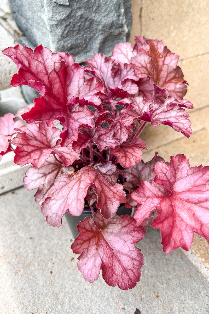 Coral Bells, Carnival Peach