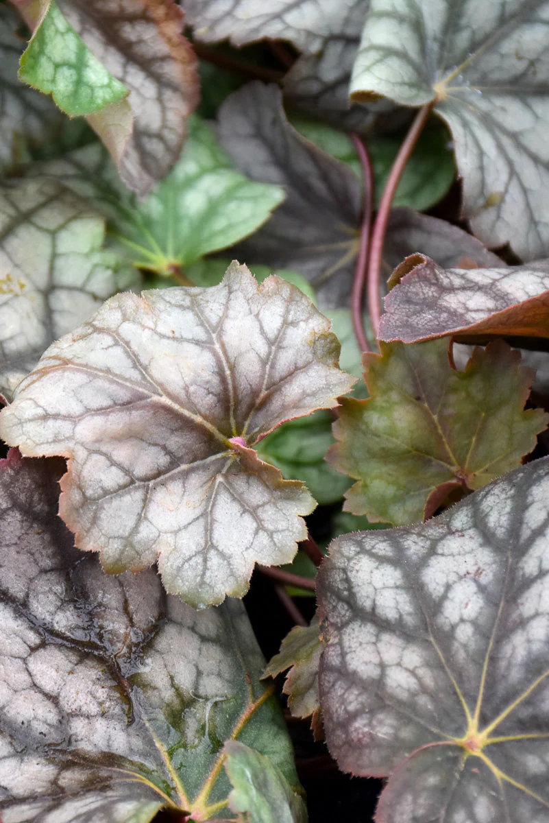 Coral Bells, Dale's Strain