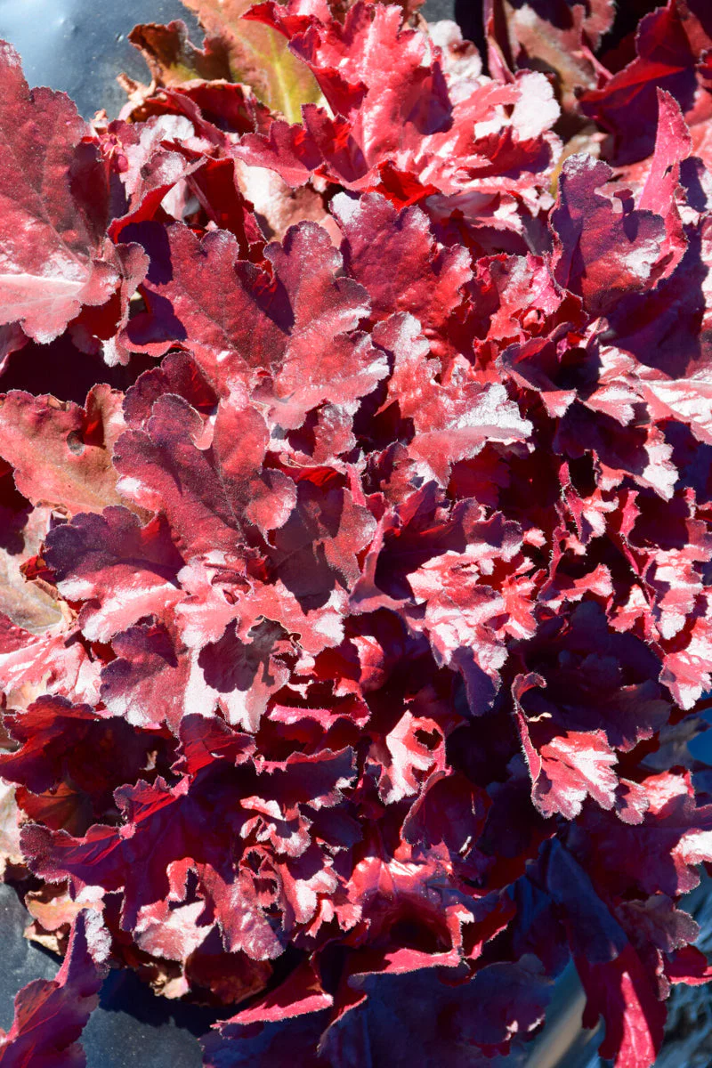 Coral Bells, Forever Red