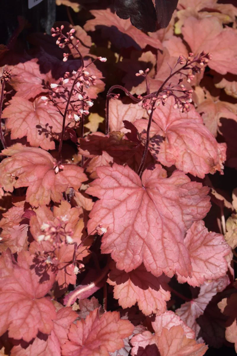 Coral Bells, Georgia Peach