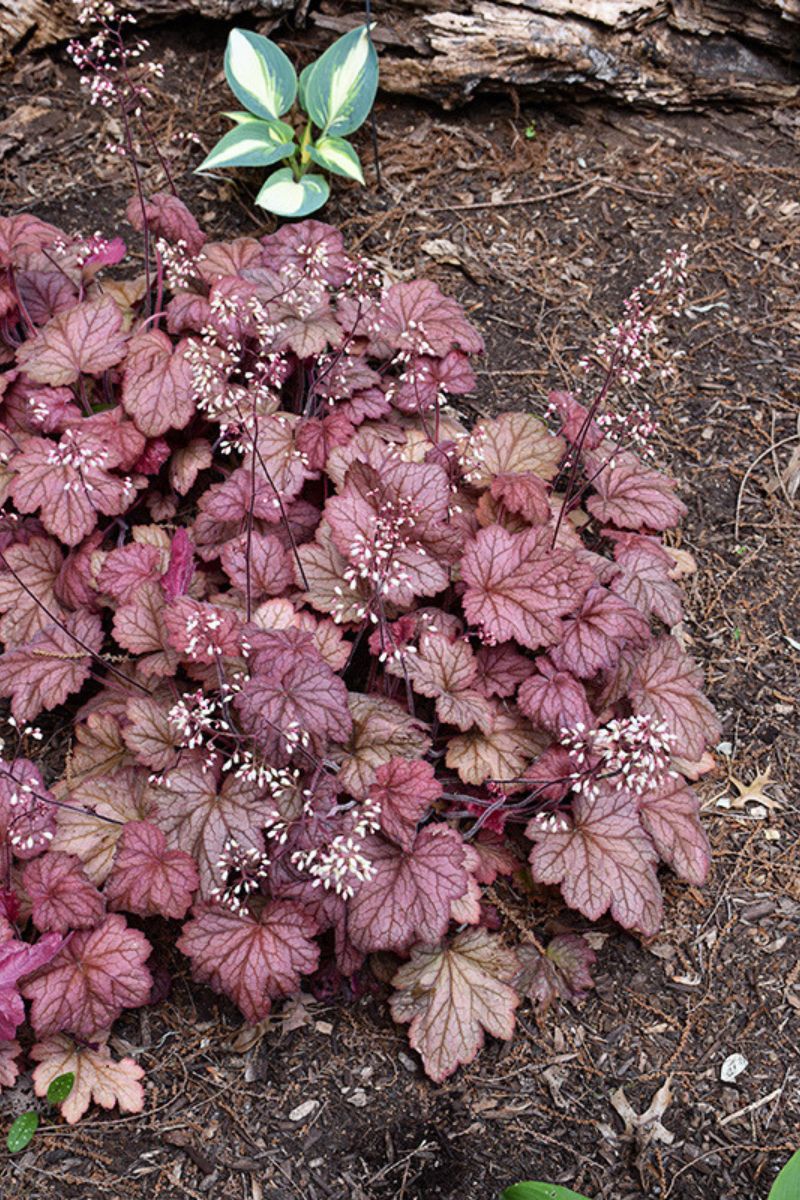 Coral Bells, Georgia Peach - Image 2