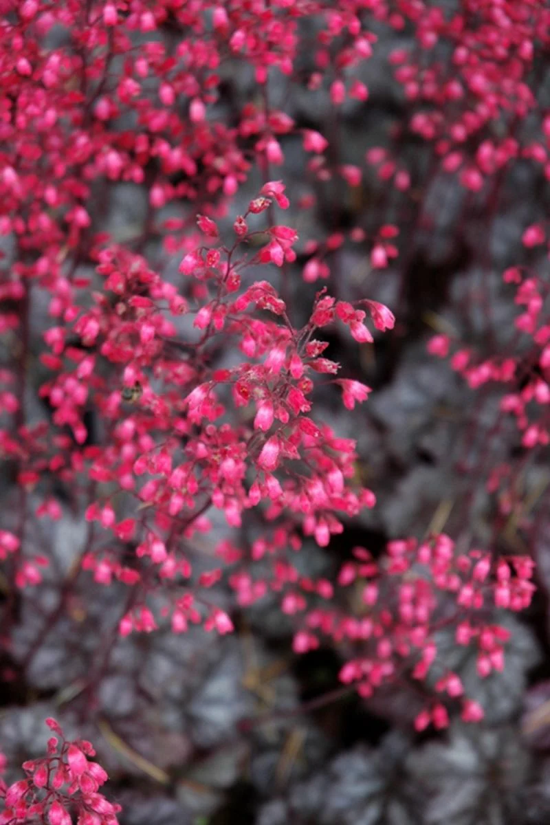 Coral Bells, Glitter