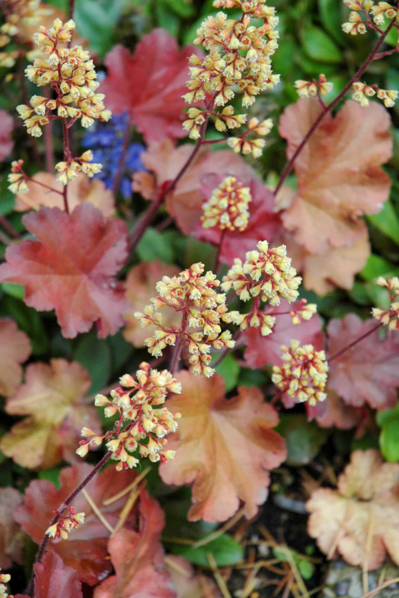 Coral Bells, Little Blondie