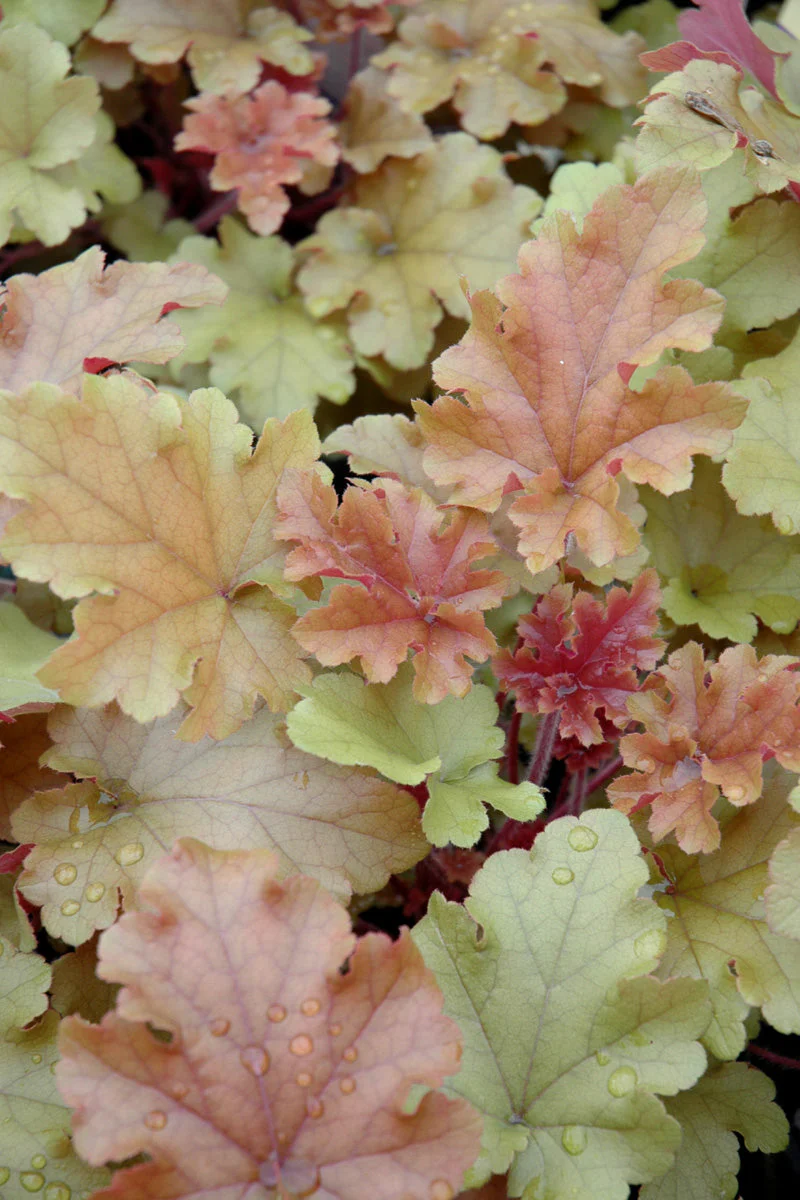Coral Bells, Marmalade