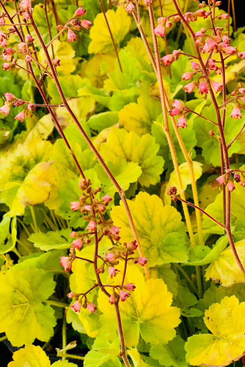 Coral Bells, Northern Exposure Siena