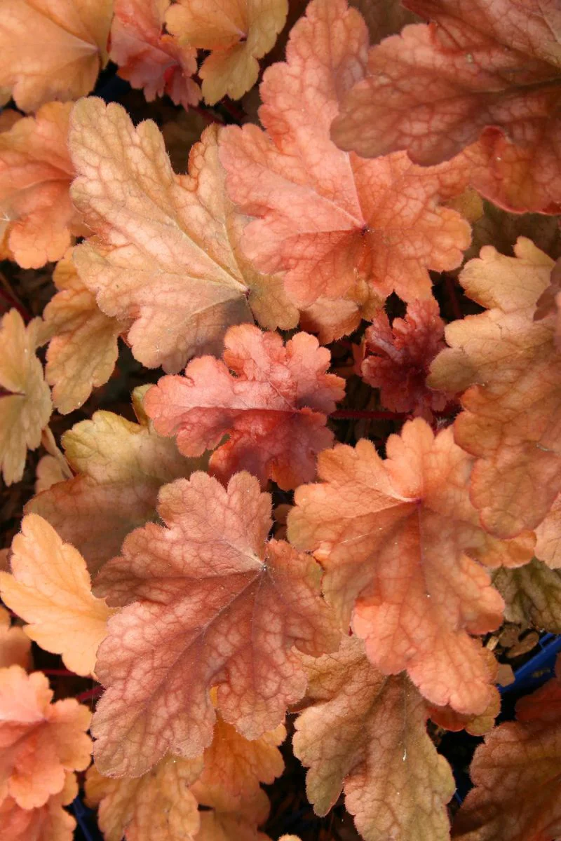 Coral Bells, Peach Flambe