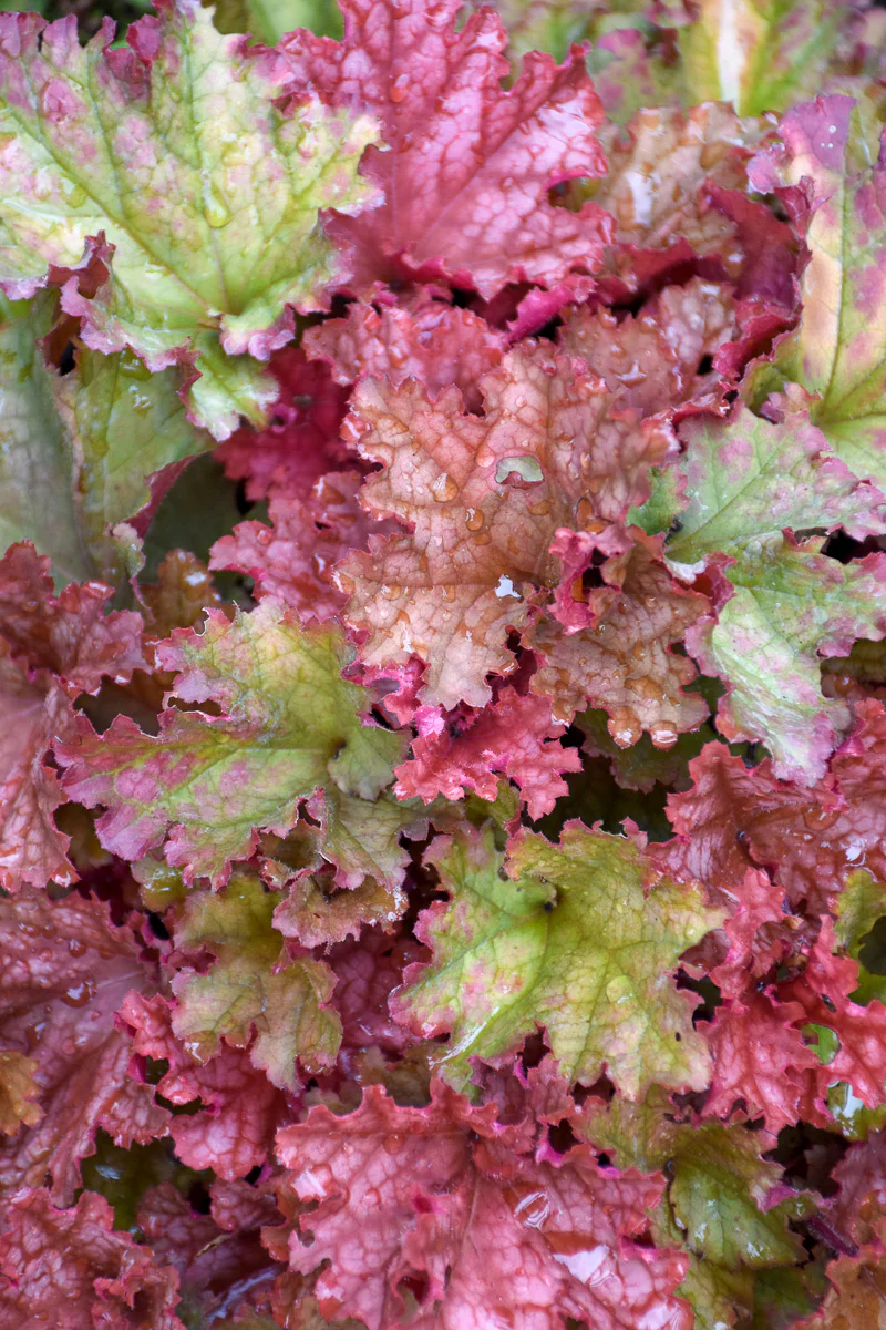 Coral Bells, Peachberry Ice