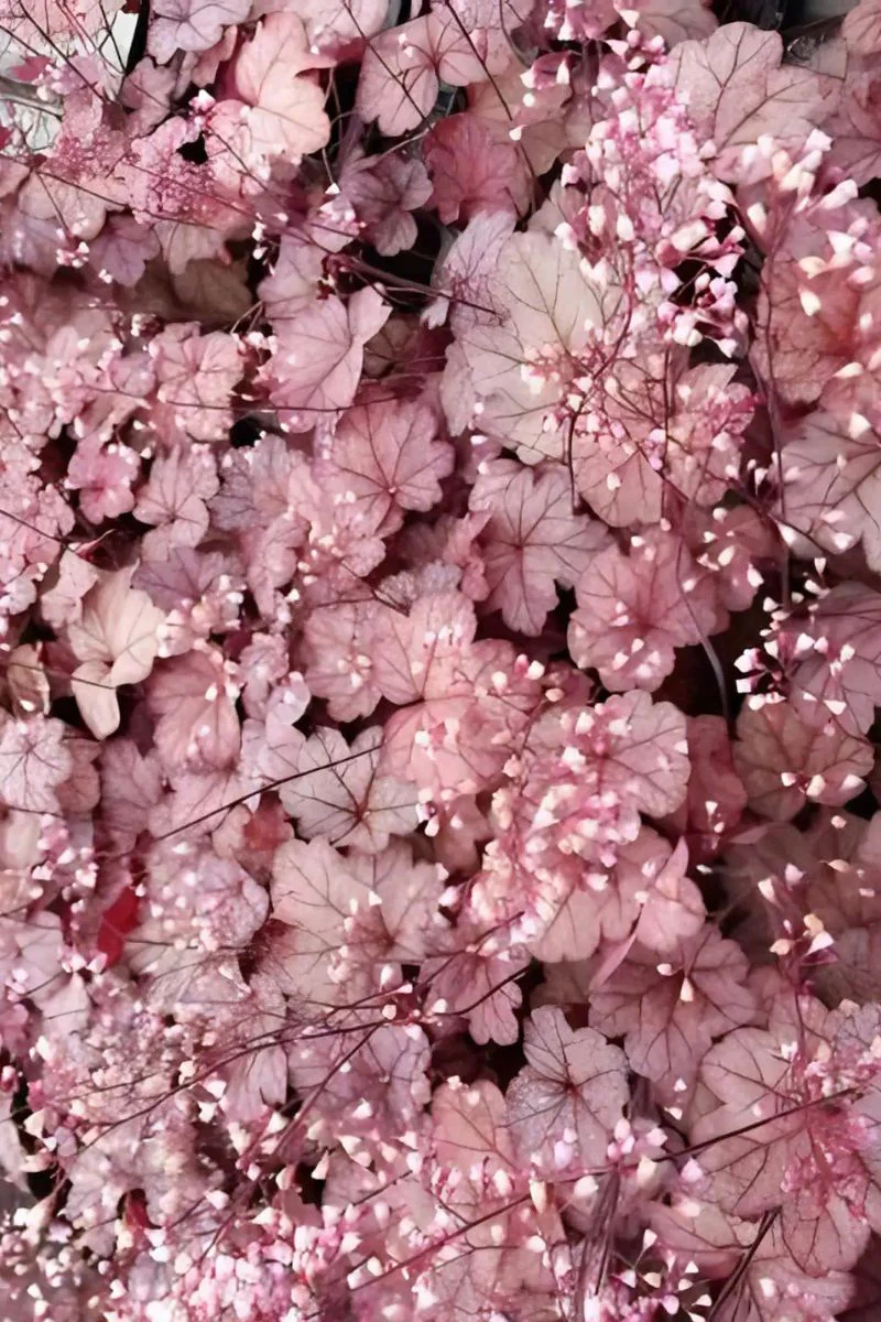 Coral Bells, Raspberry Sea