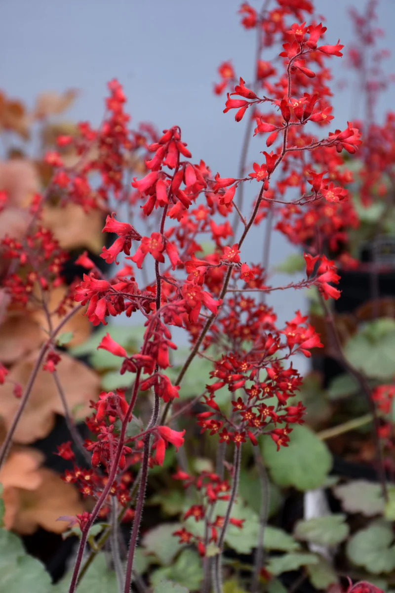 Coral Bells, Ruby Bells