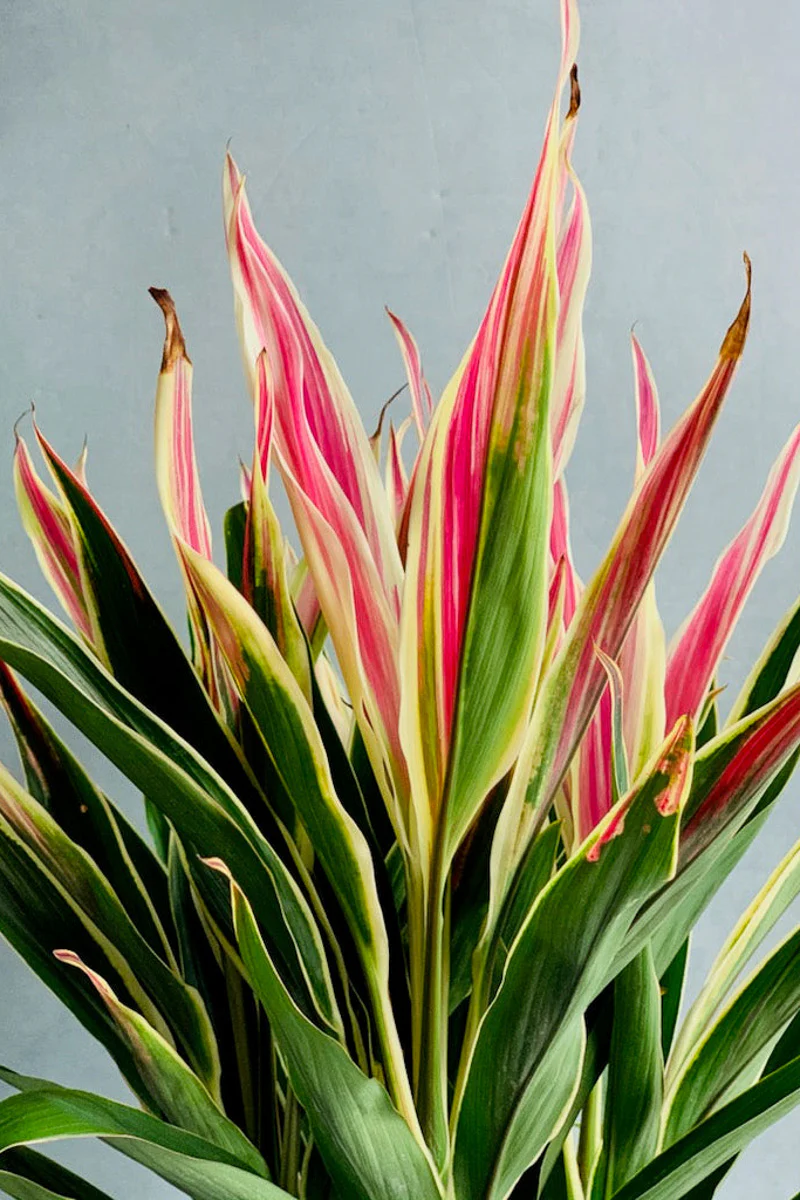 Cordyline Exotica Tricolor