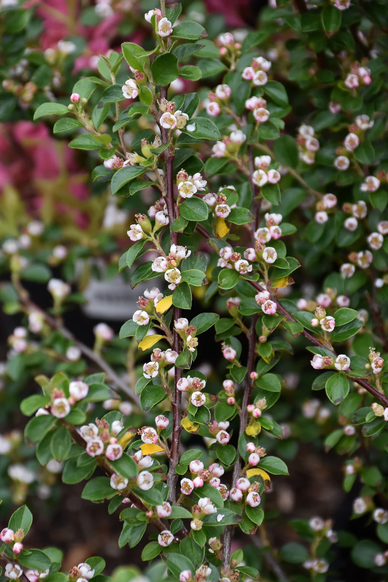 Cotoneaster Autumn Inferno - Image 2