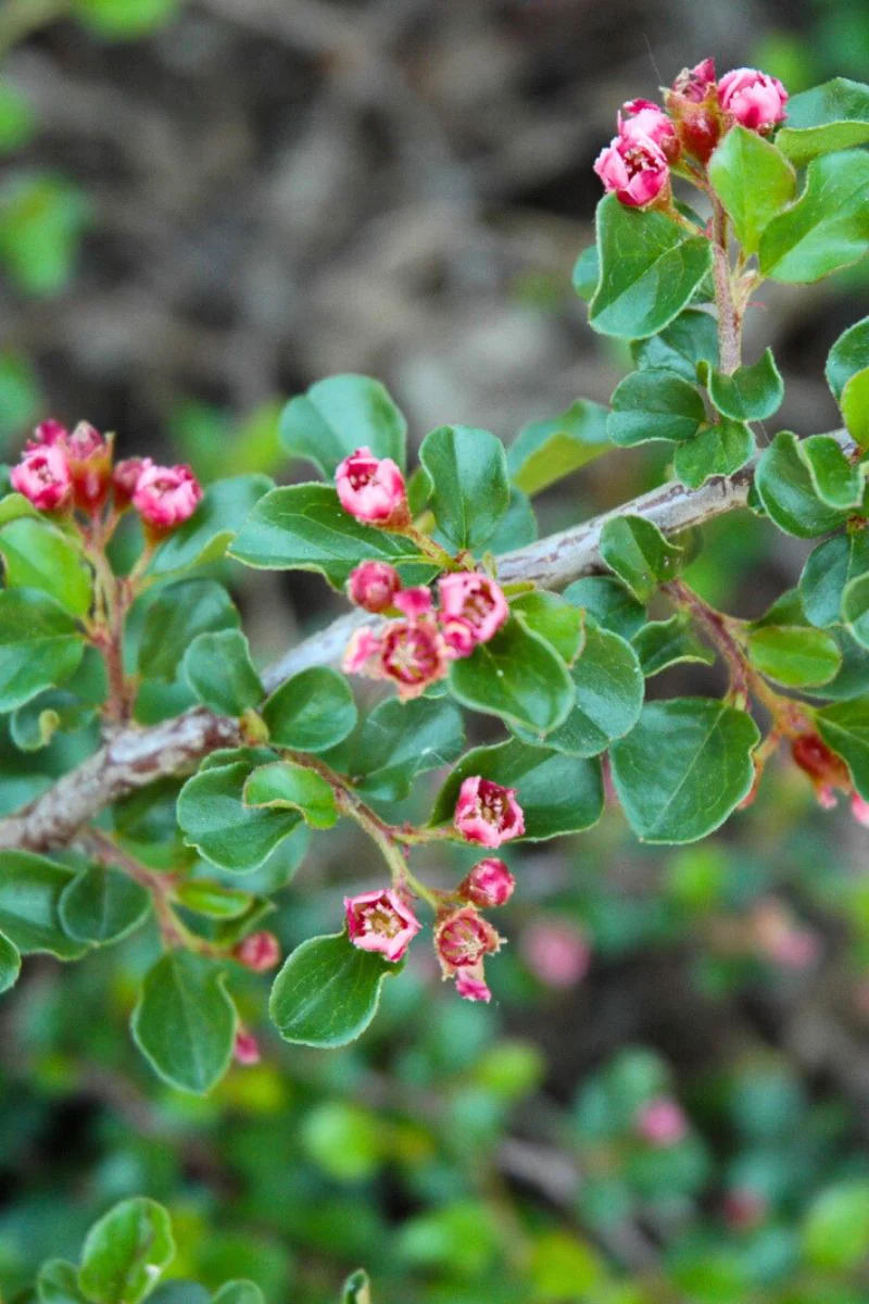 Cotoneaster, Tom Thumb - Image 2
