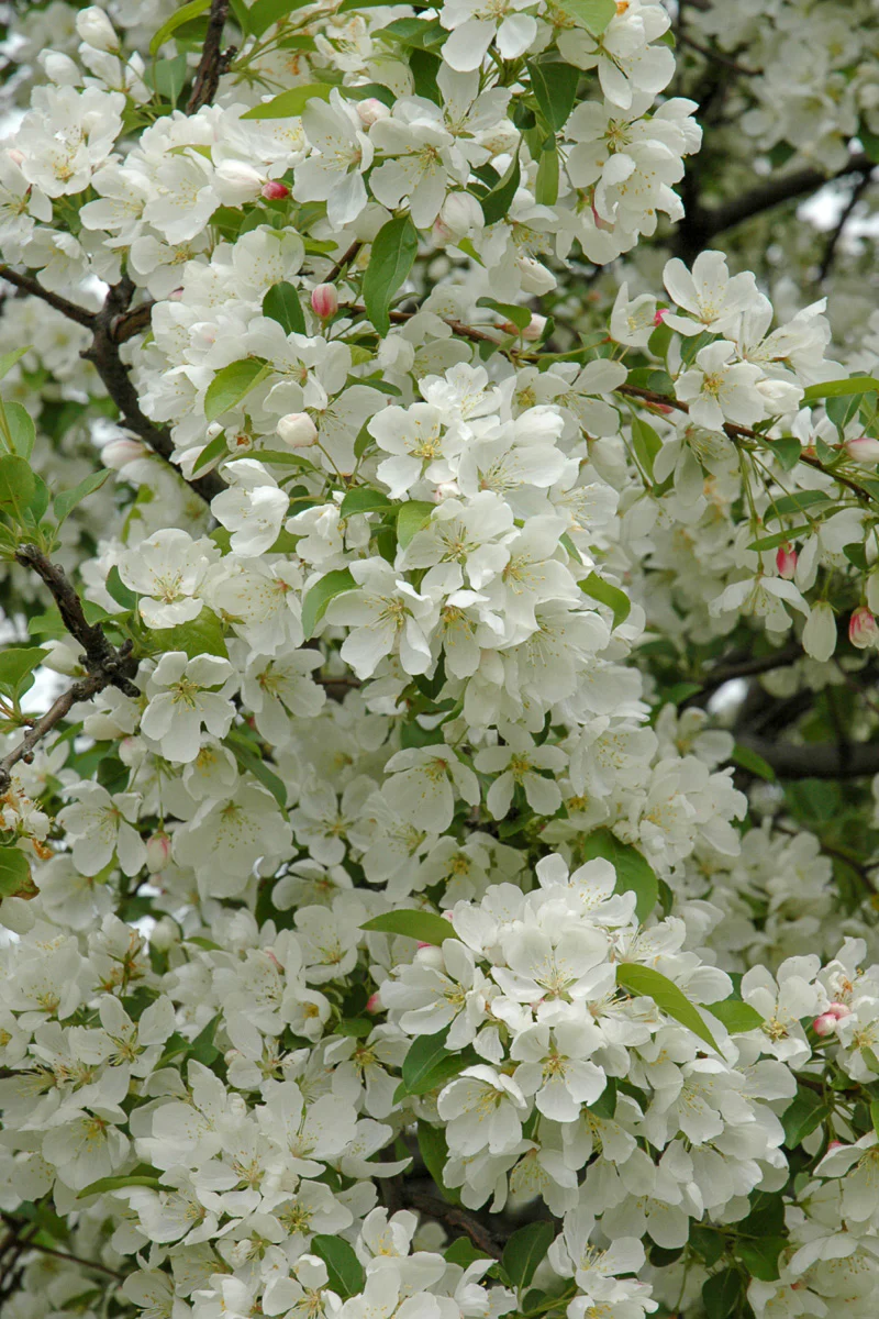 Crabapple, Donald Wyman