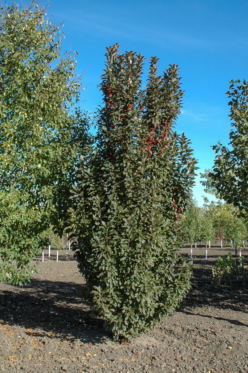 Crabapple, Emerald Spire - Image 2