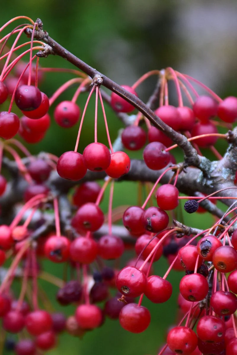 Crabapple, Firebird - Image 2