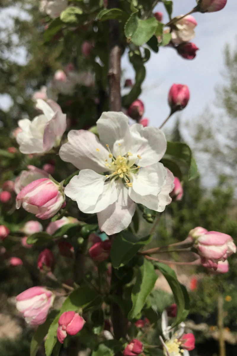 Crabapple, Marilee
