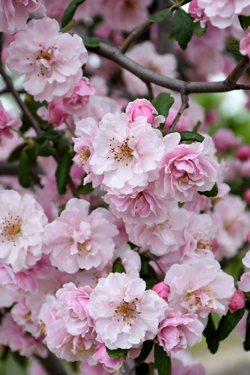 Crabapple, Prairie Rose