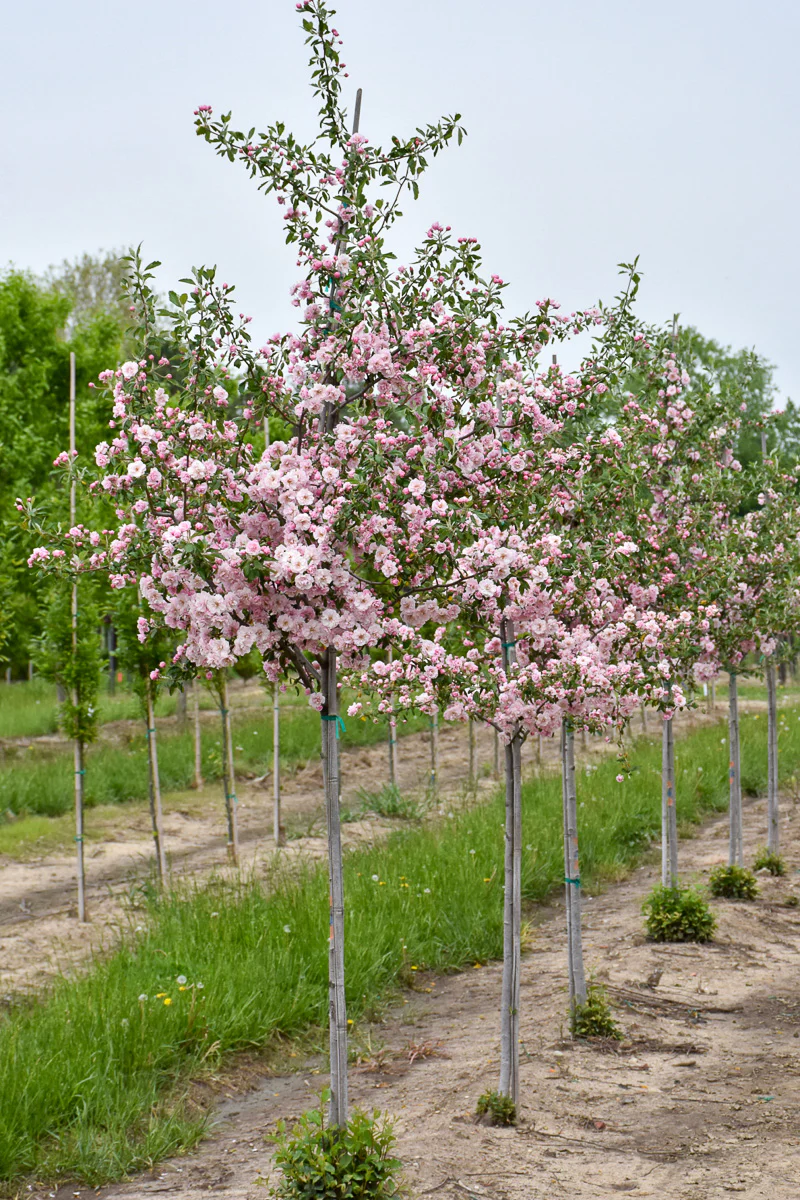 Crabapple, Prairie Rose - Image 2