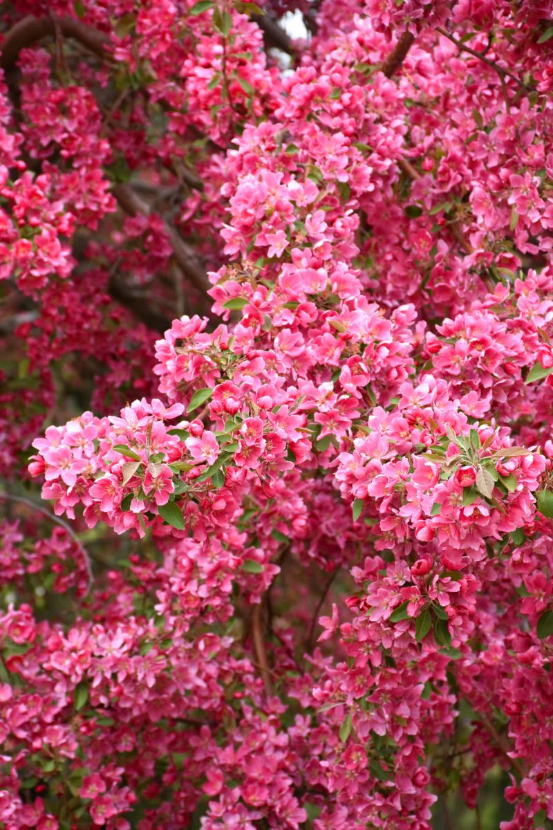 Crabapple, Prairiefire   Pk-Rd - Image 2