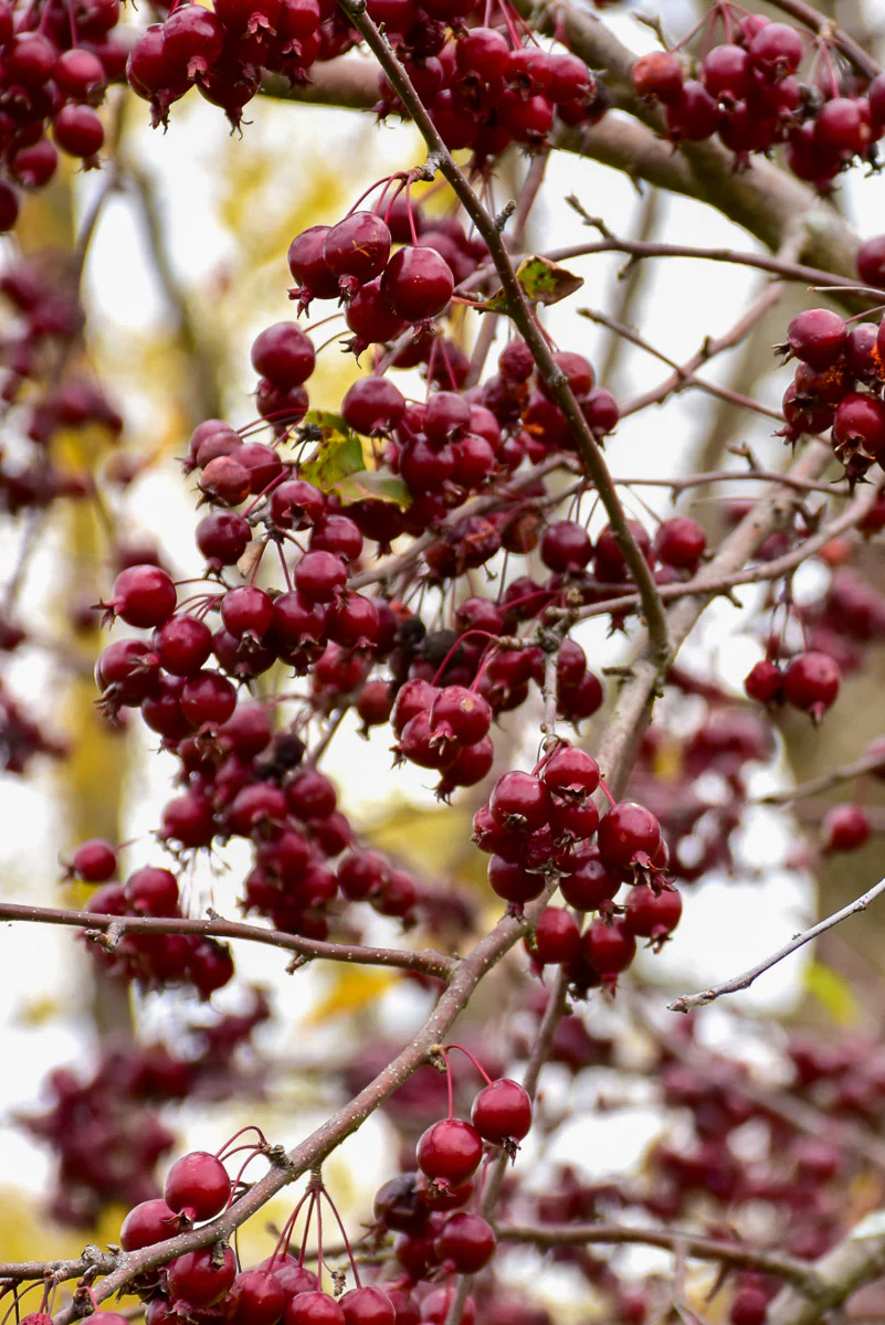 Crabapple, Purple Prince    Rd - Image 2