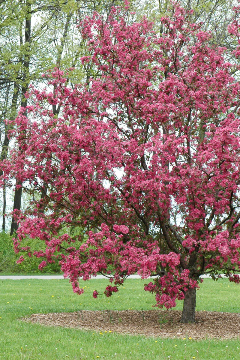 Crabapple, Purple Prince    Rd - Image 3