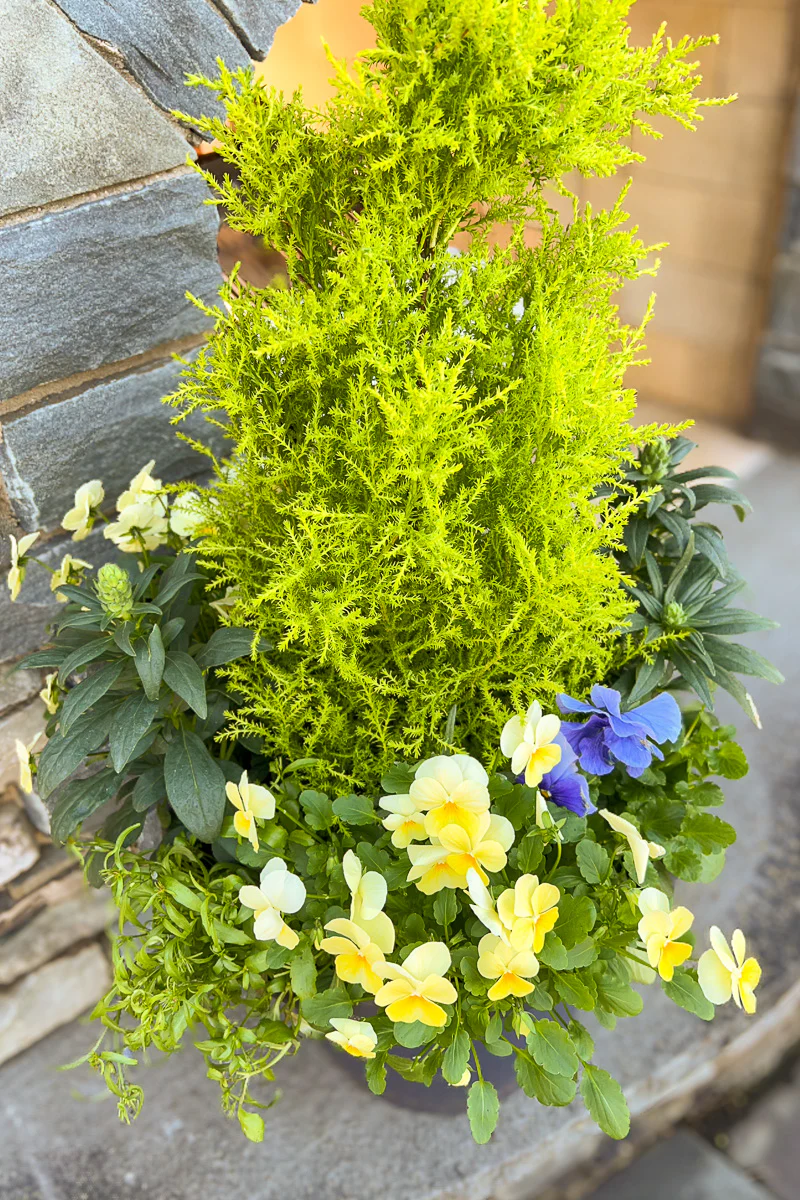 Chalet Signature | Outdoor | Spring Classic & Fresh - Image 3