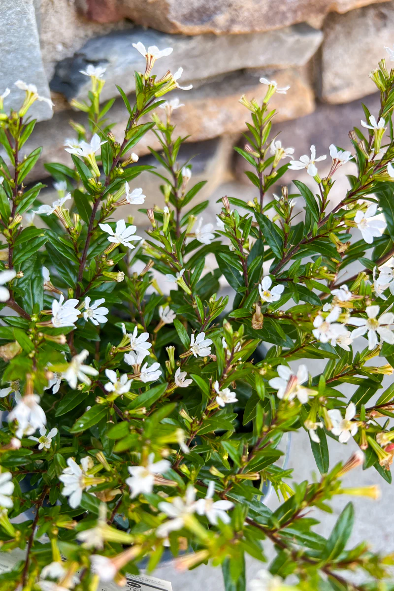 Cuphea, FloriGlory Maria White 4"