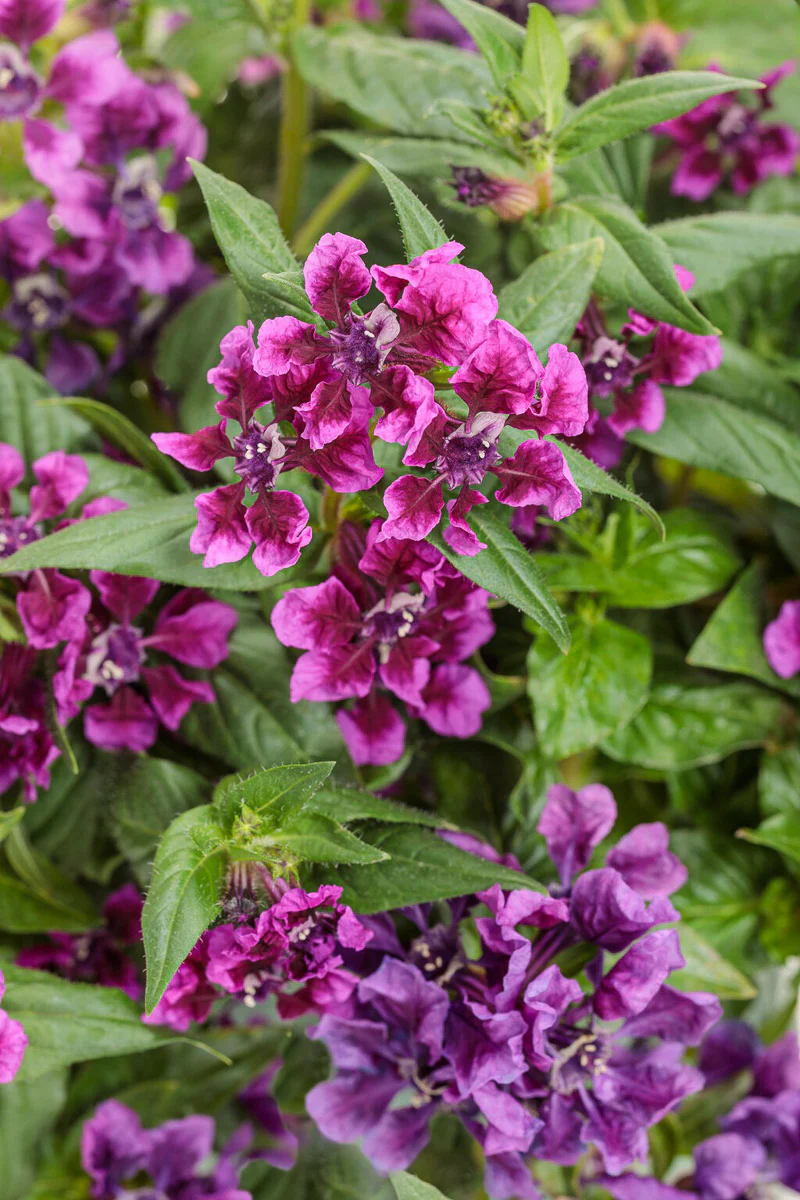 Cuphea, Totally Tempted Vivid Violet