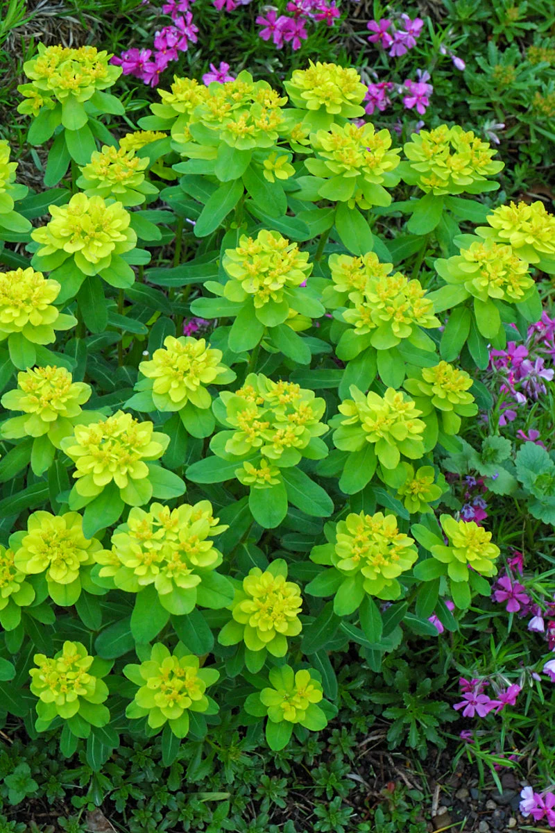 Cushion Spurge