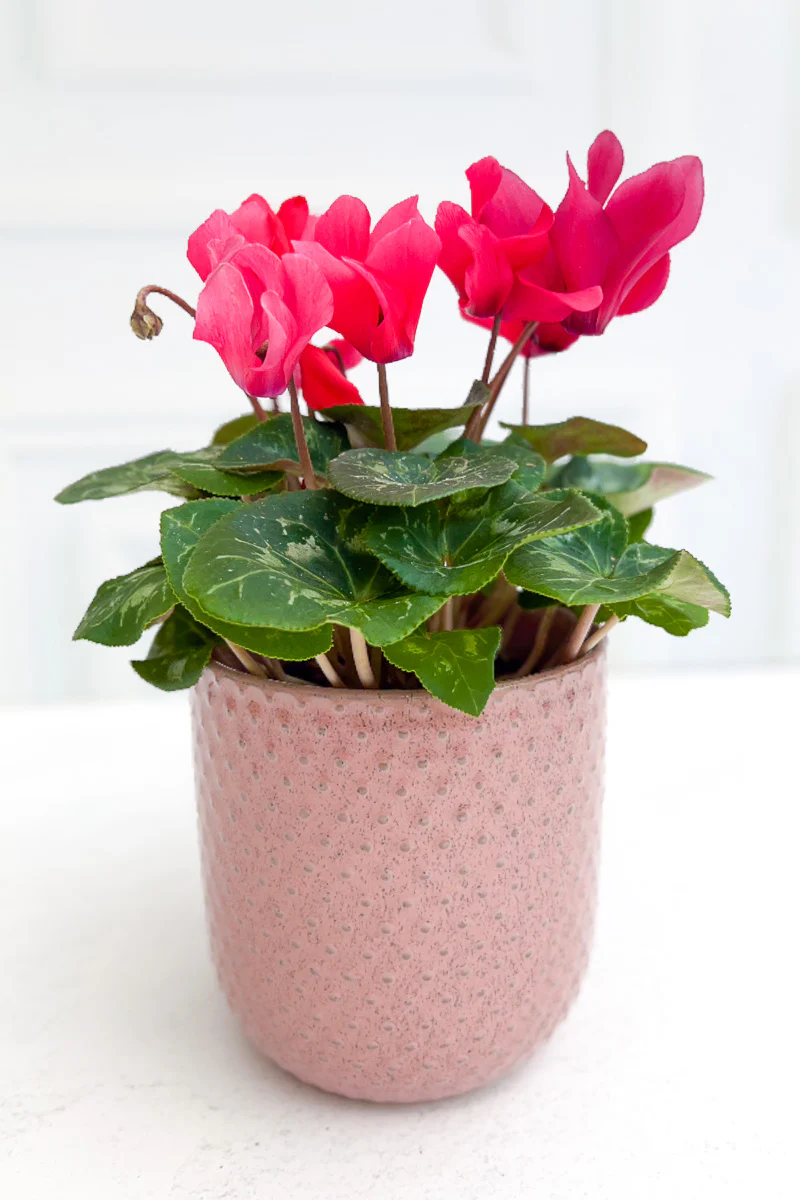 Cyclamen, Red 4" - Image 2