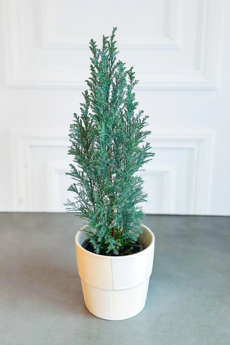 Cypress, Elwoodii 4" - Image 2