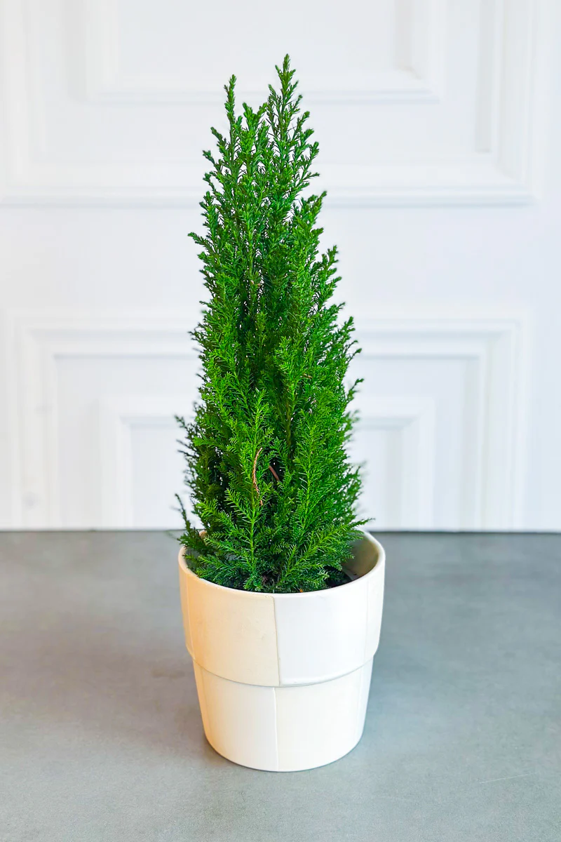 Cypress, European 3.5" - Image 2