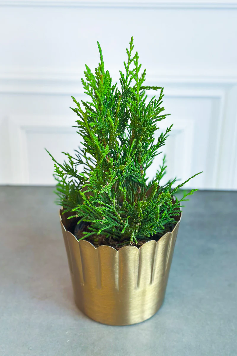 Cypress, Leyland 4.5" - Image 2