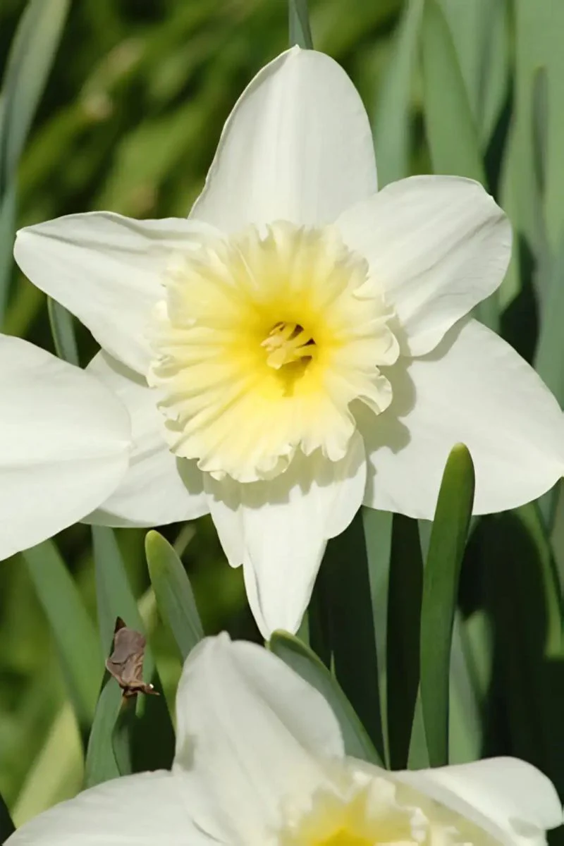Daffodil, Potted White 6"