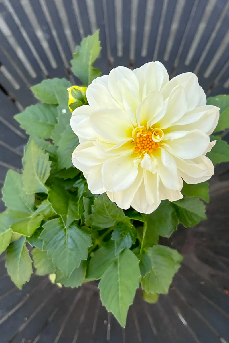 Dahliaetta White