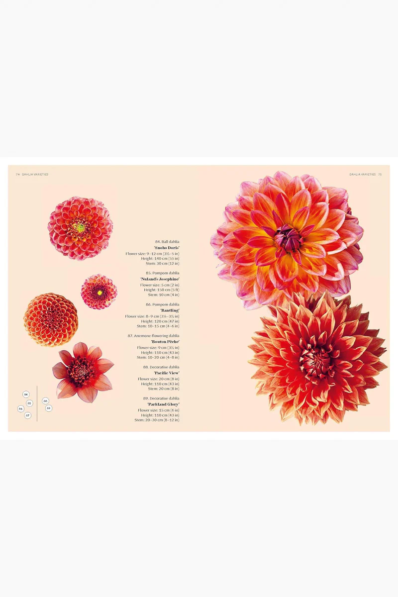 Dahlias: Inspiration, Cultivation and Care for 222 Varieties - Image 2