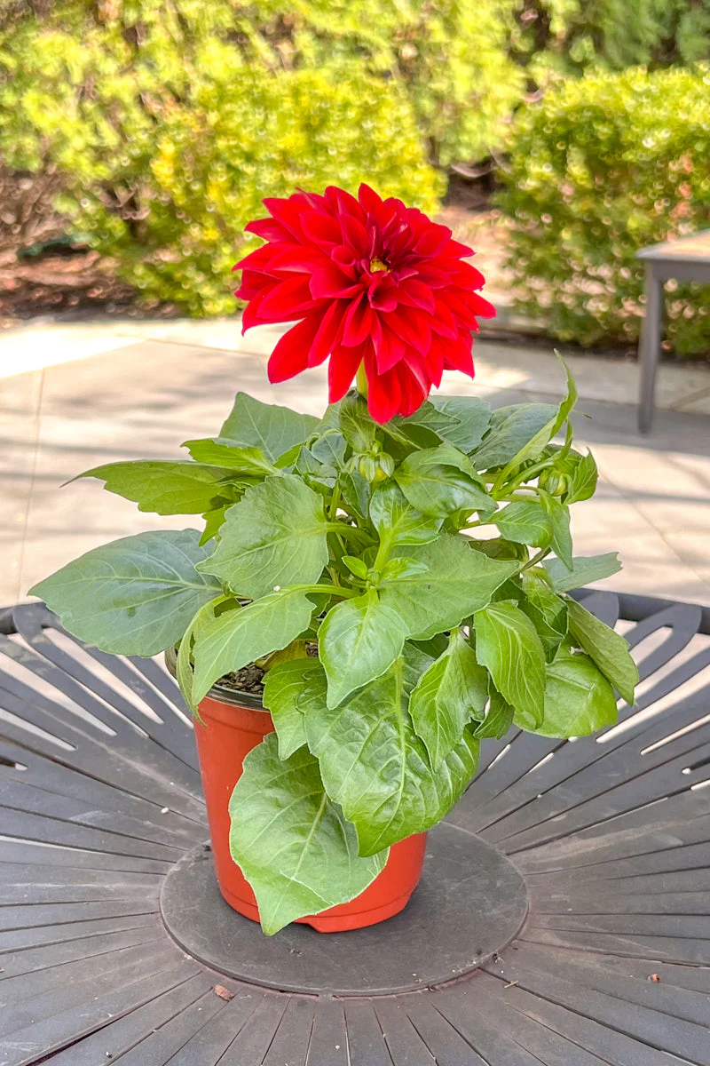 Dahlietta Tessy Red