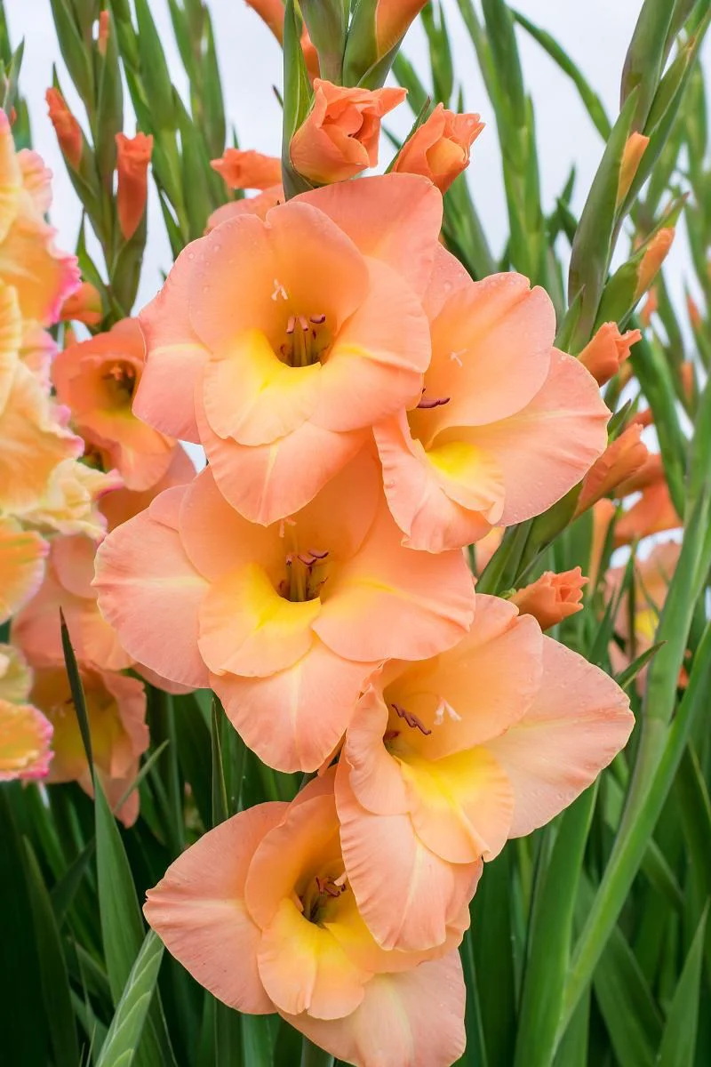 DeVroomen Crocosmia Peach Melba 5/pk