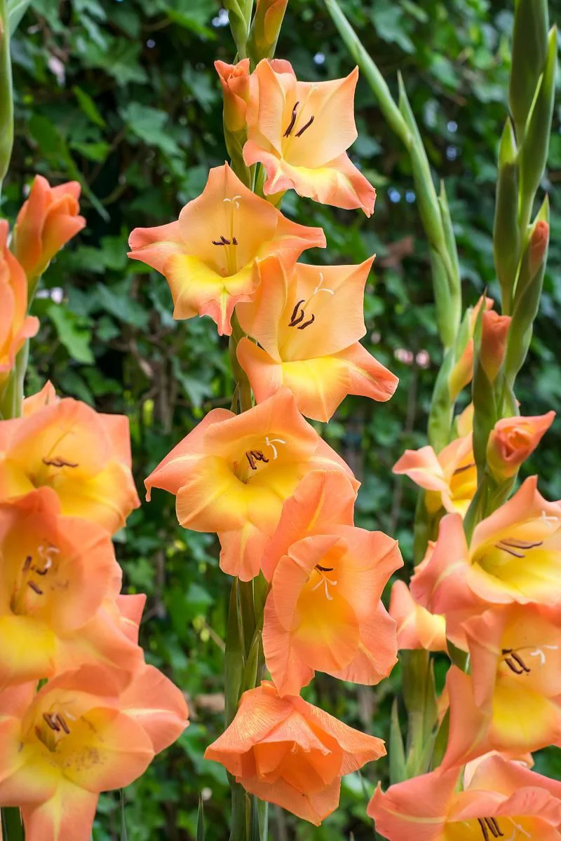 DeVroomen Crocosmia Peach Melba 5/pk - Image 2