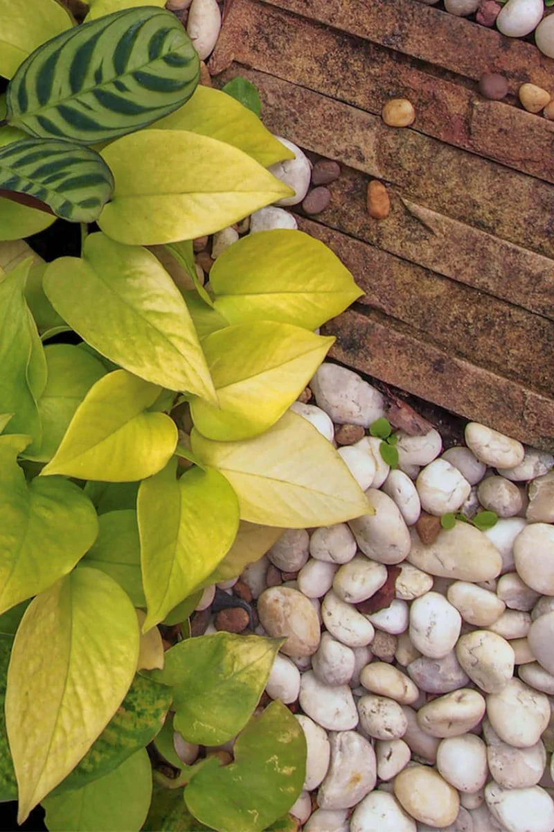 Decorative Bagged Stone 2QT White