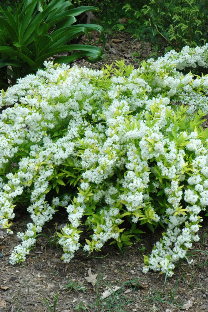 Deutzia, Chardonnay Pearls