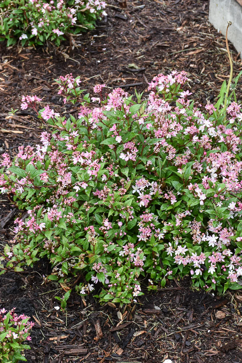 Deutzia, Yuki Kabuki - Image 2