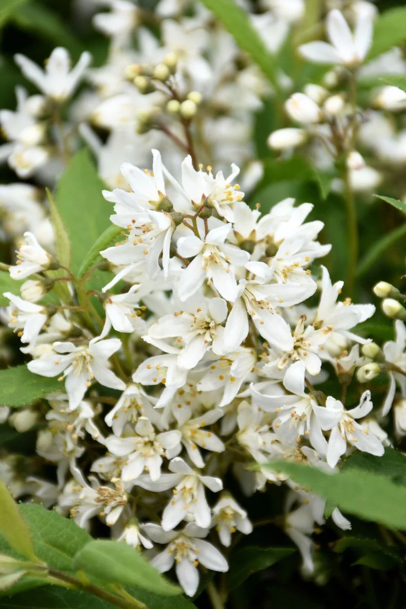 Deutzia, Yuki Snowflake - Image 2