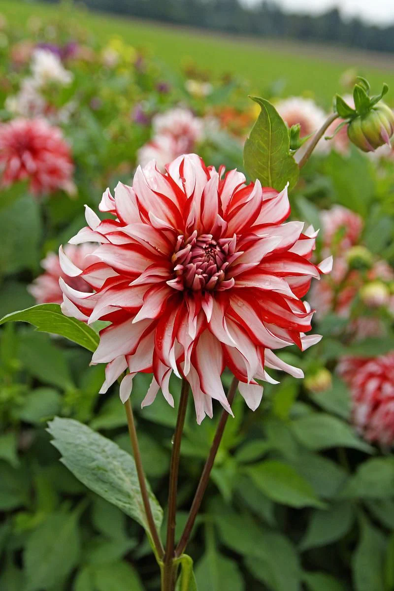DeVroomen Dahlia Dinner Plate Santa Claus Bulbs 1 Pack - Image 3