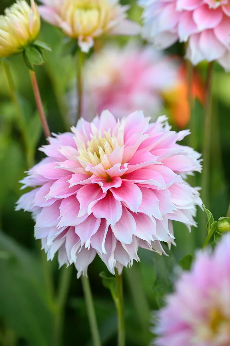 DeVroomen Dahlia Pink Impact 1 Pack - Image 2