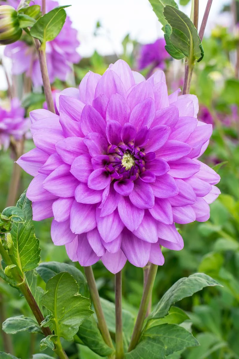 DeVroomen Dahlia Decorative Blue Boy 1 Pack - Image 2