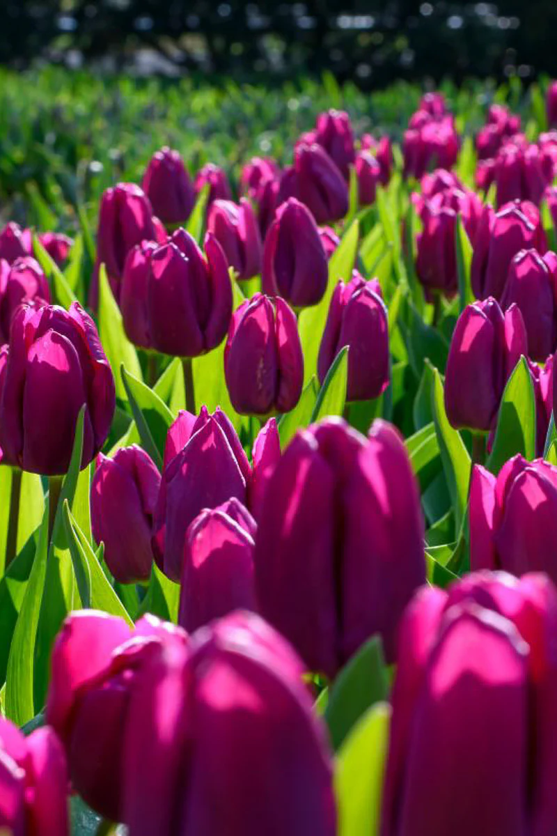 DeVroomen Purple Prince Tulips Single Early Bulbs 12/Pack