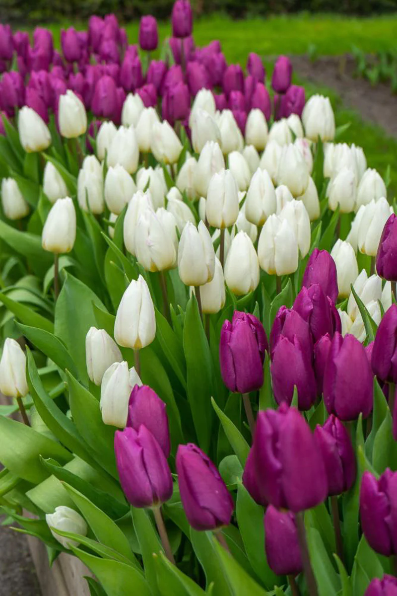 DeVroomen Purple Prince Tulips Single Early Bulbs 12/Pack - Image 2
